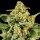 Skunk #1 3StcK/30%Sat.70%Ind./65-75Tage