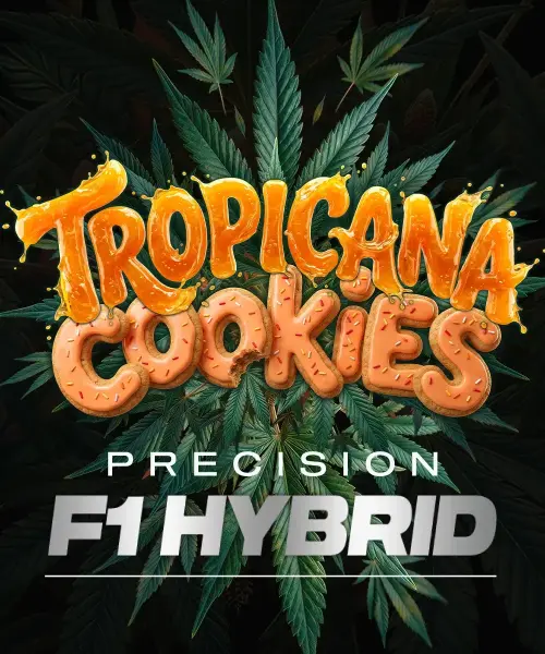 Tropicana Cookies Auto 3StcK/60%Sat.40%Ind./70-75Tage